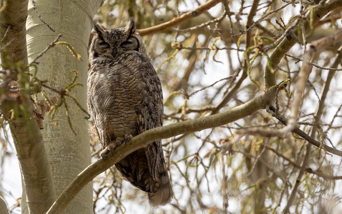 Lesser Horned Owl - ML643362448