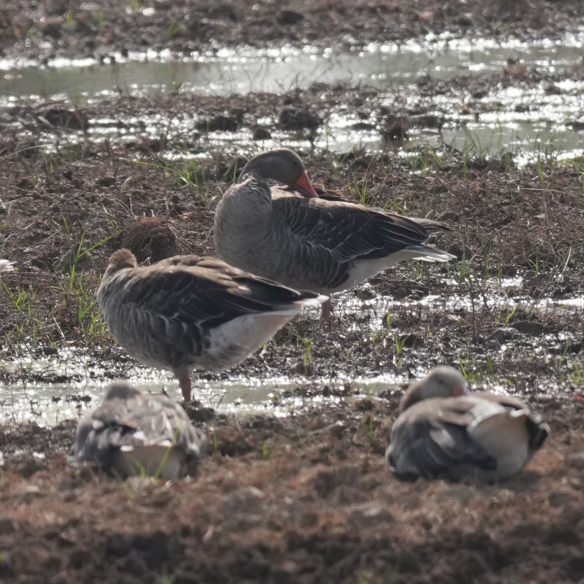 Бор галуу - ML643362476