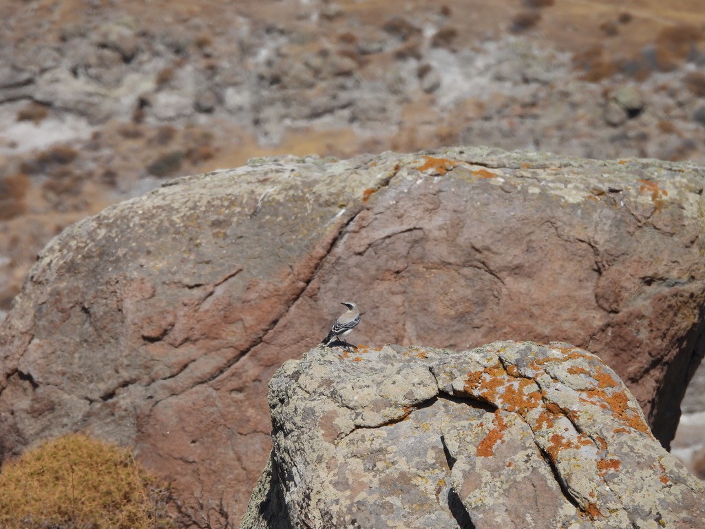 Eastern Black-eared Wheatear - ML643362488