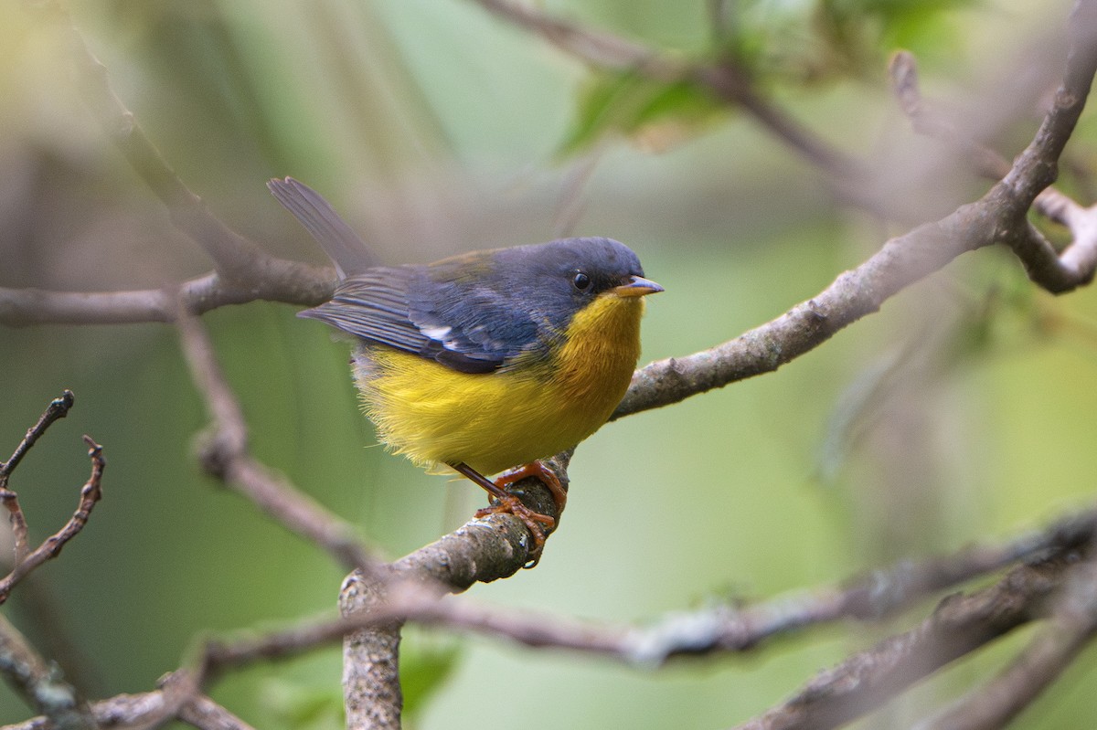 Tropical Parula - ML643362489
