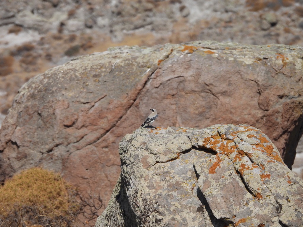 Eastern Black-eared Wheatear - ML643362494