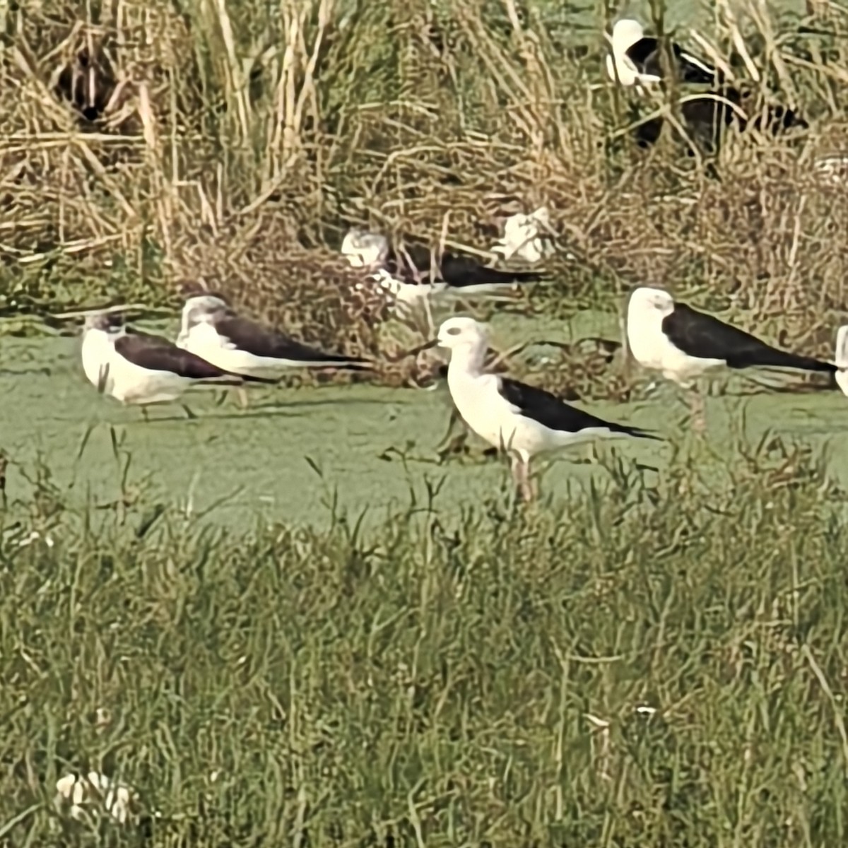 Black-winged Stilt - ML643362499