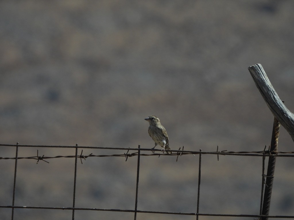 Rock Sparrow - ML643362504