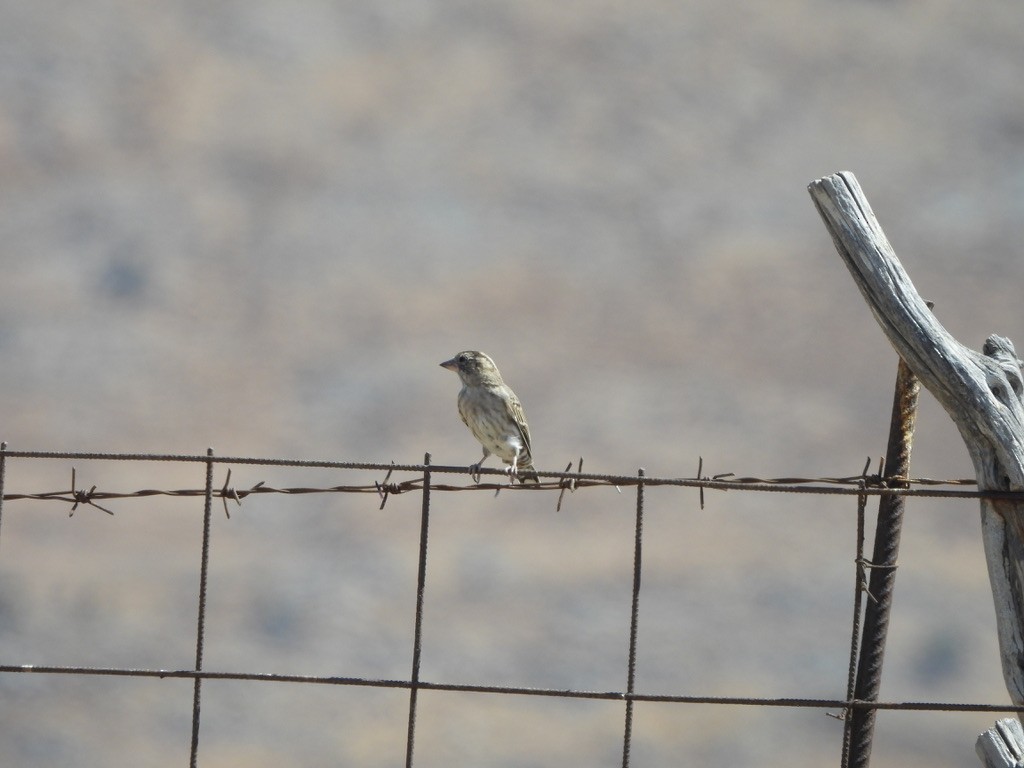 Rock Sparrow - ML643362507