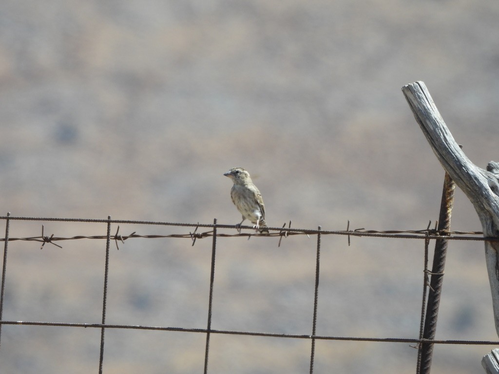Rock Sparrow - ML643362510