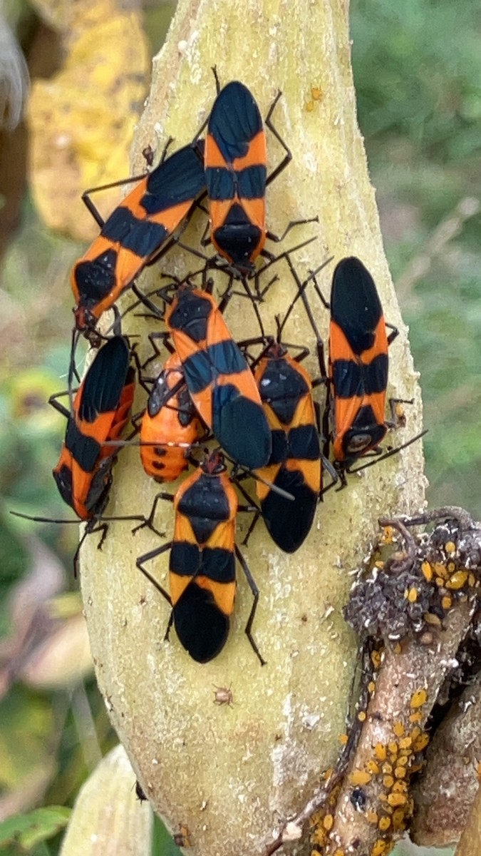 Large Milkweed Bug - ML643362517