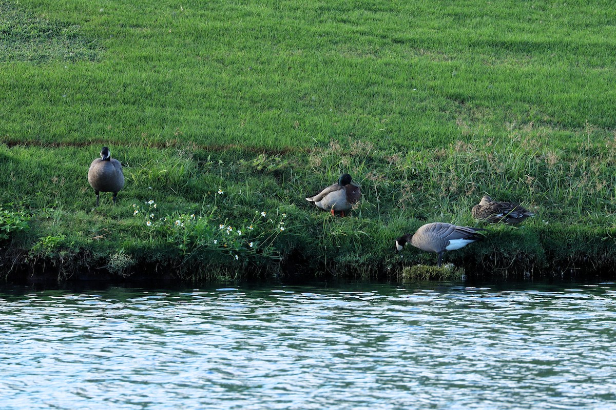 Cackling Goose - ML643362528