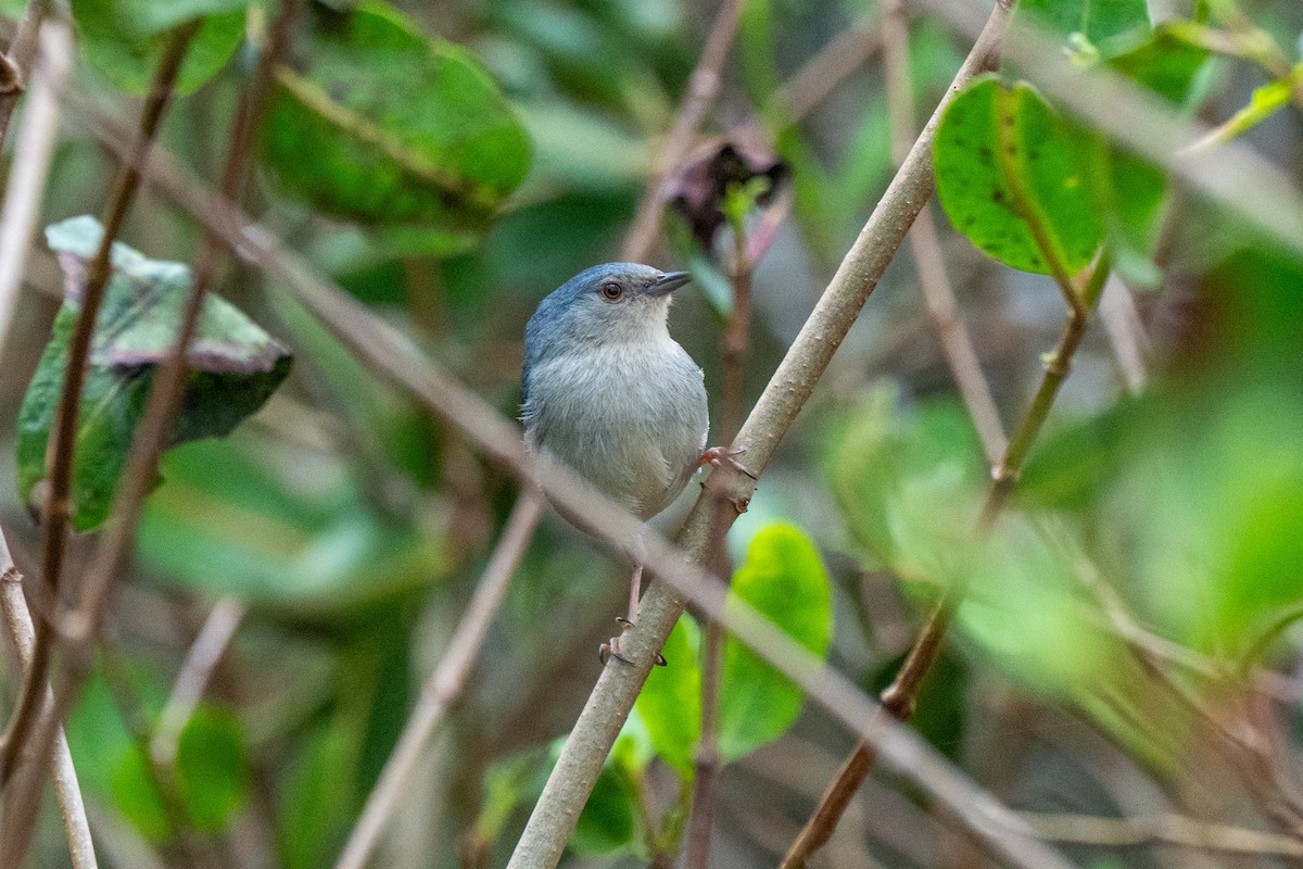 Bicolored Conebill - ML643362540