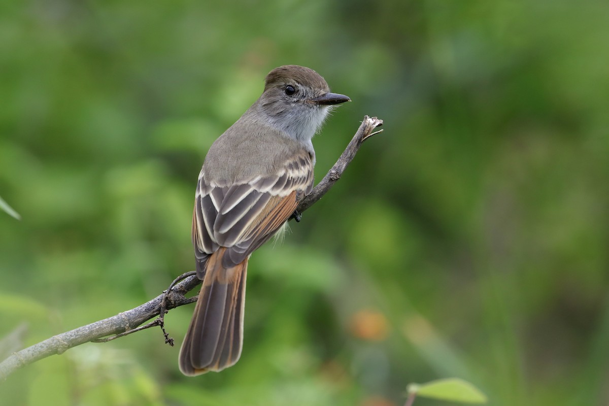 Nutting's Flycatcher (Nutting's) - ML643362542