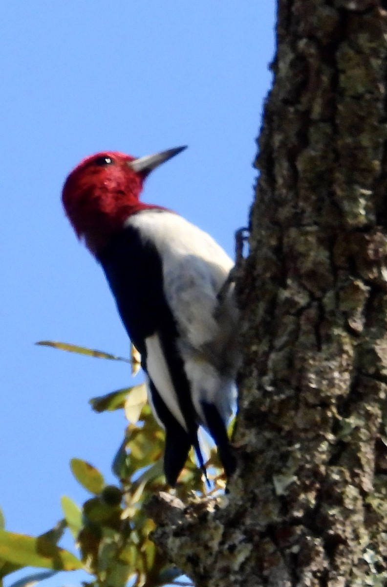 Red-headed Woodpecker - ML643362549