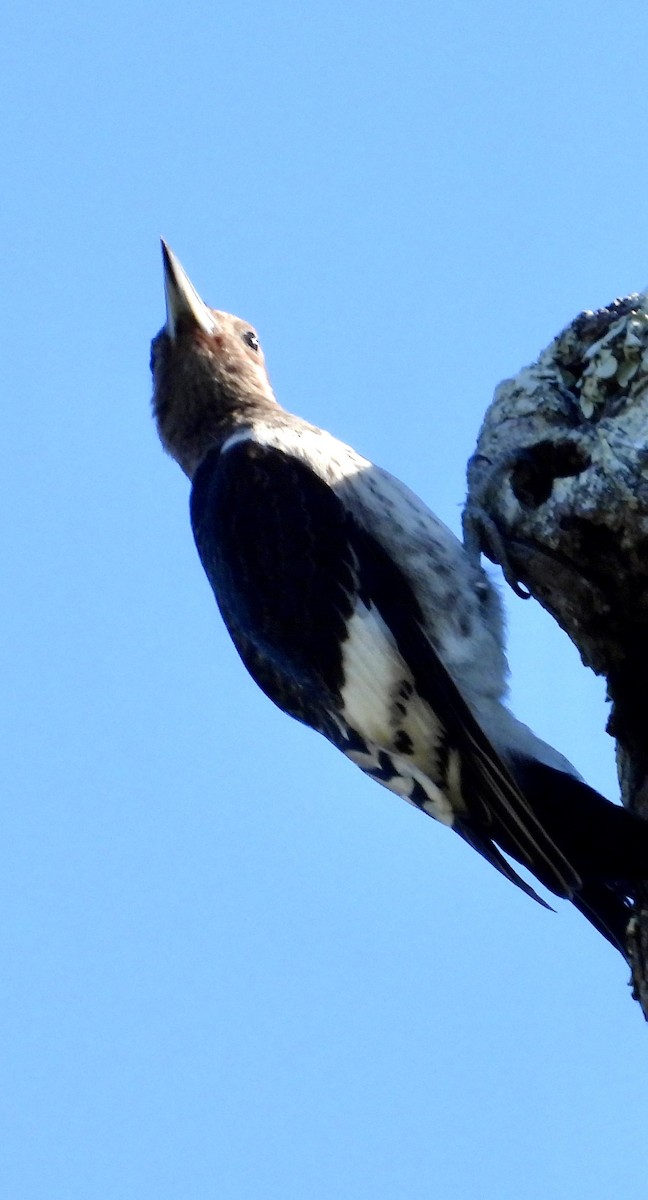 Red-headed Woodpecker - ML643362550