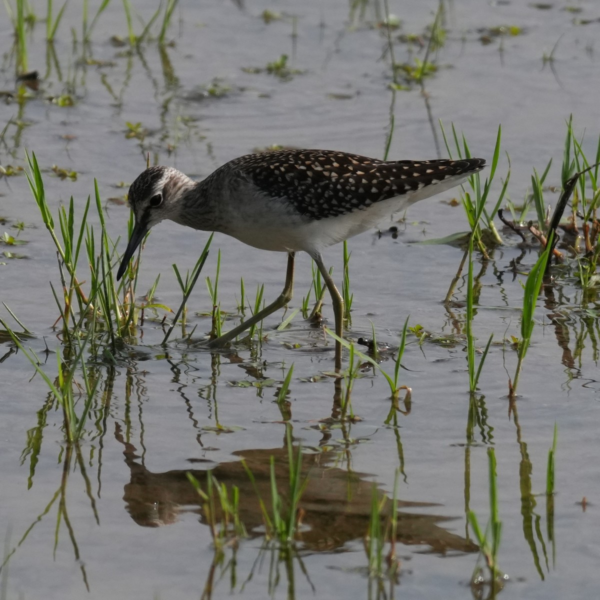 Шугуйн хөгчүү - ML643362551