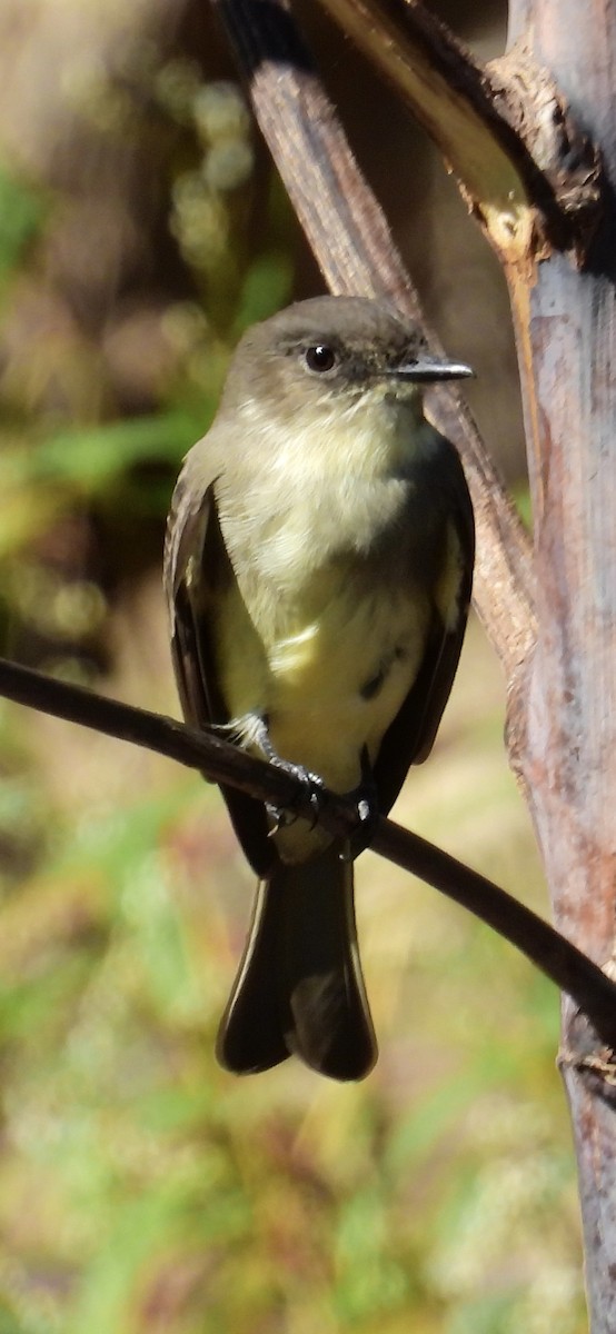 Eastern Phoebe - ML643362572