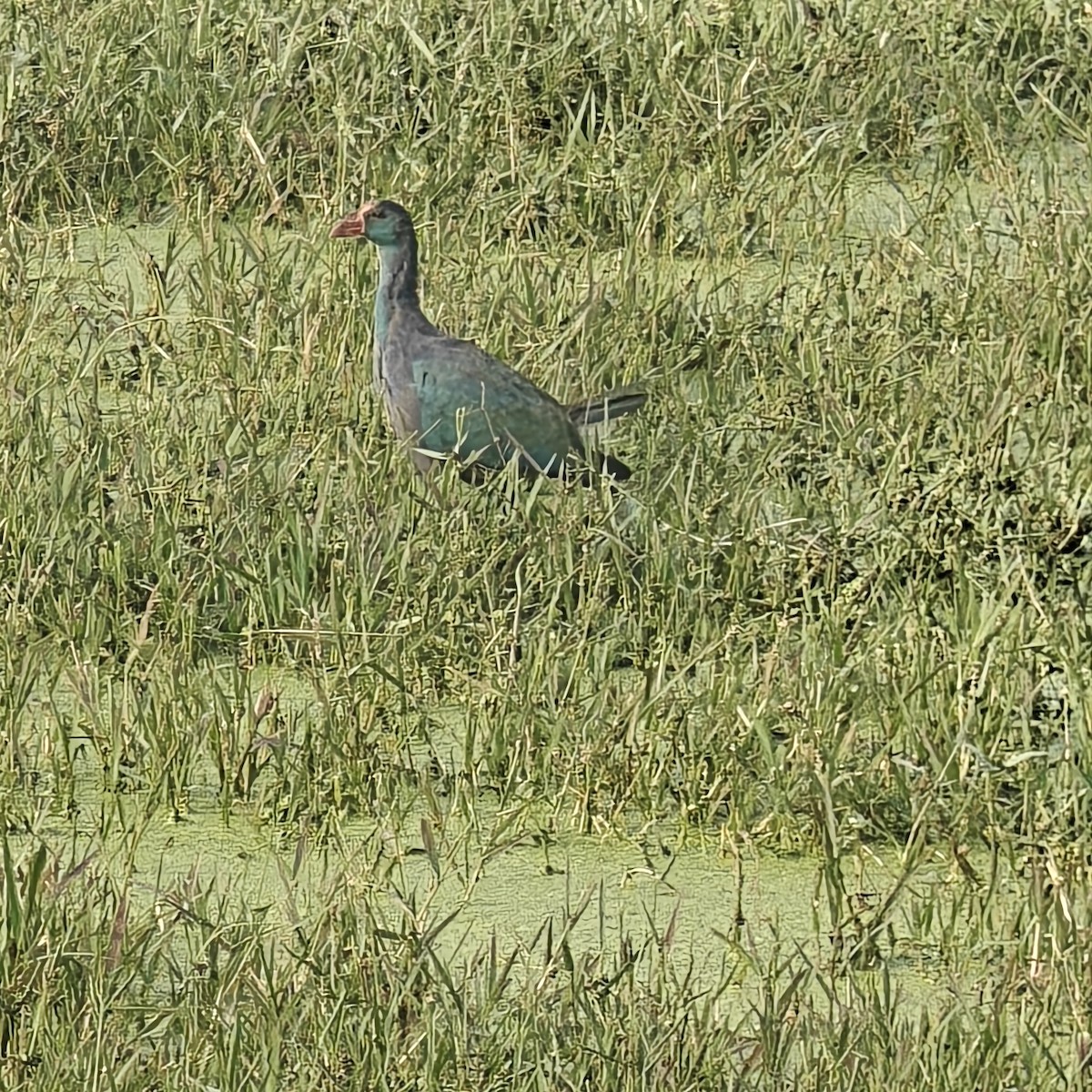 Gray-headed Swamphen - ML643362581