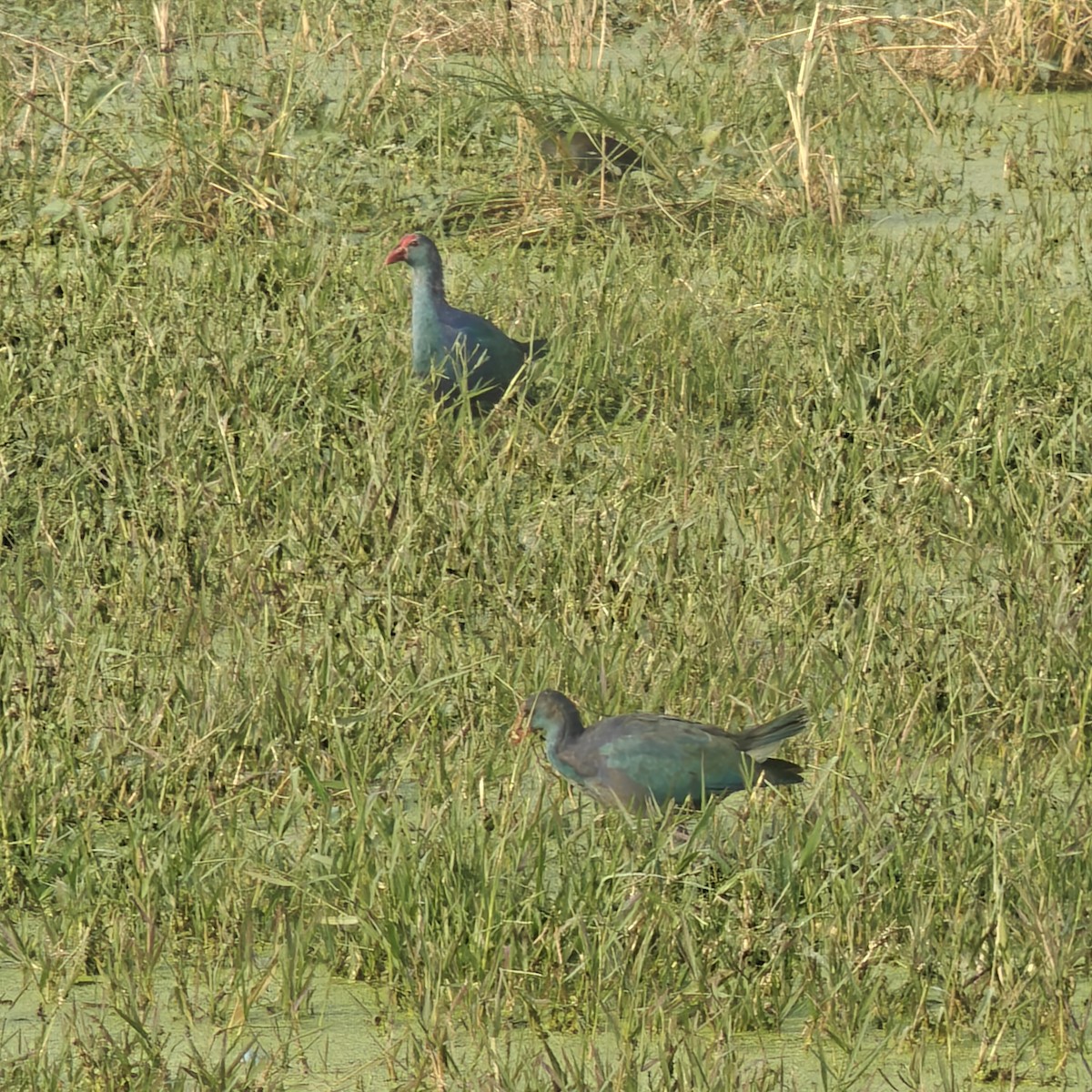 Gray-headed Swamphen - ML643362582