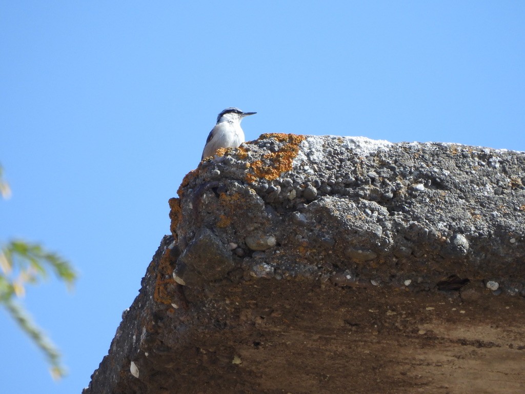 Western Rock Nuthatch - ML643362587