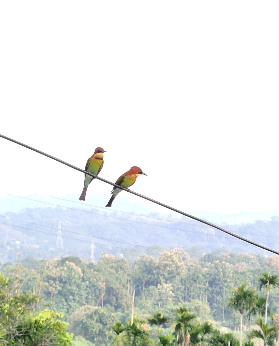 Chestnut-headed Bee-eater - ML643362588