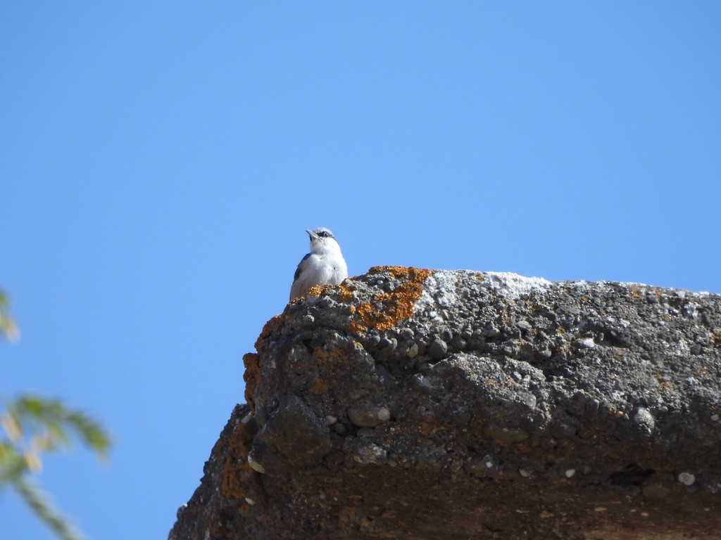 Western Rock Nuthatch - ML643362591