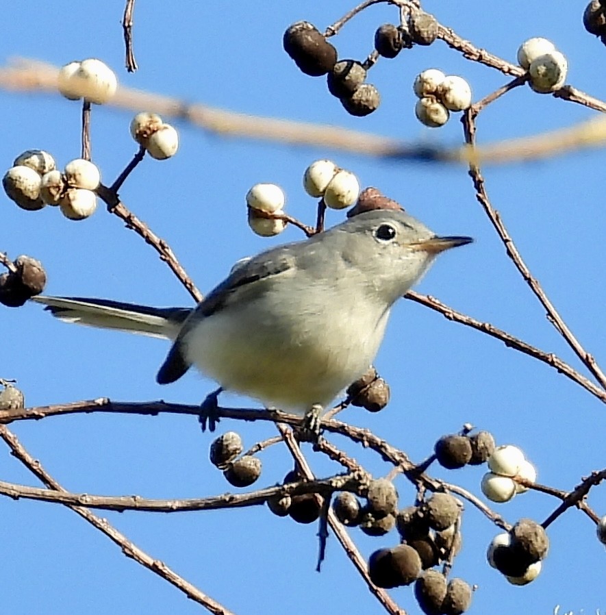 Blue-gray Gnatcatcher - ML643362595