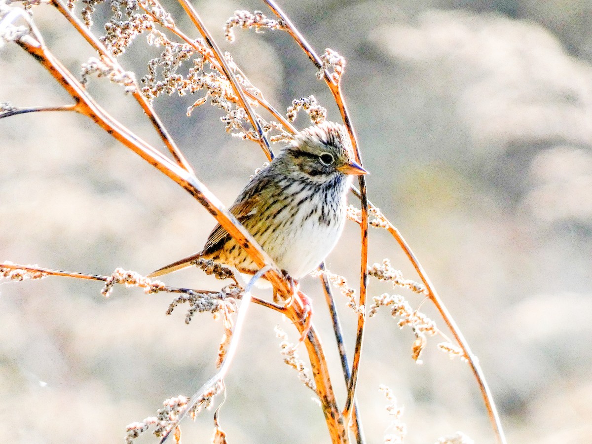 Lincoln's Sparrow - ML643362605