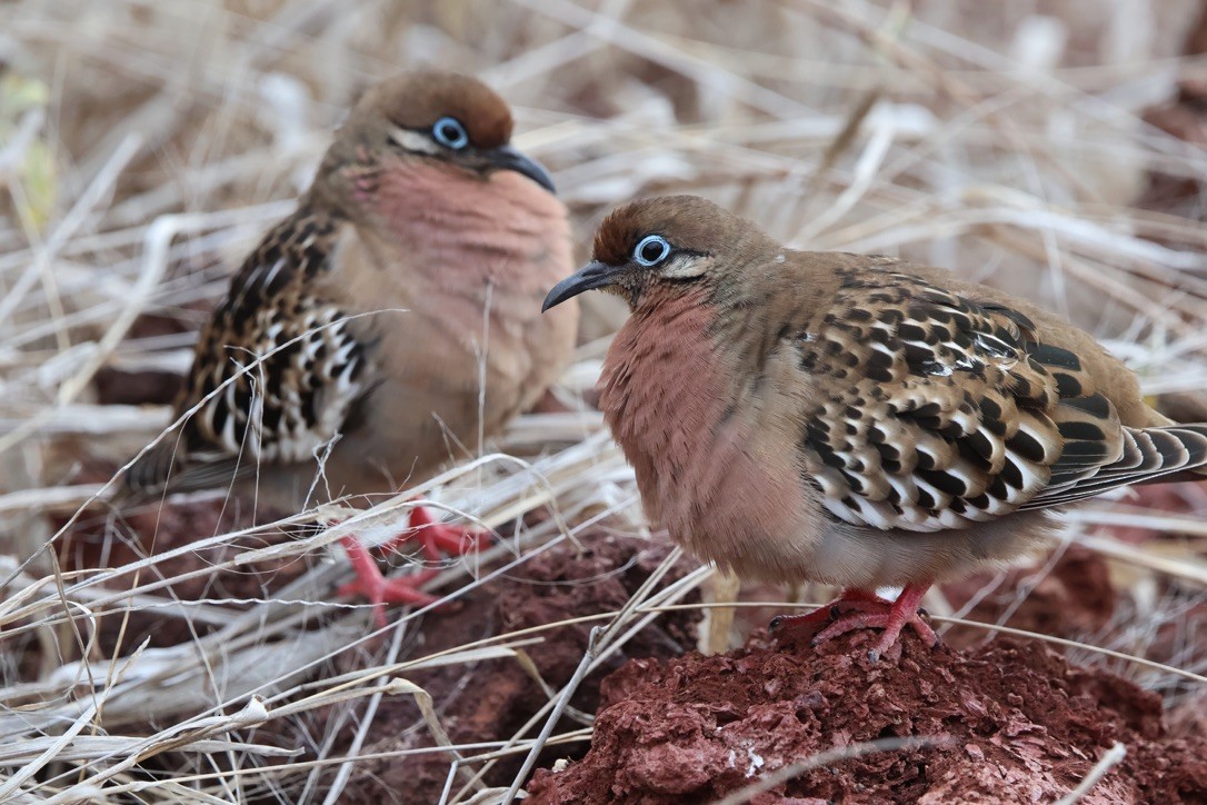 Galapagos Dove - ML643362613