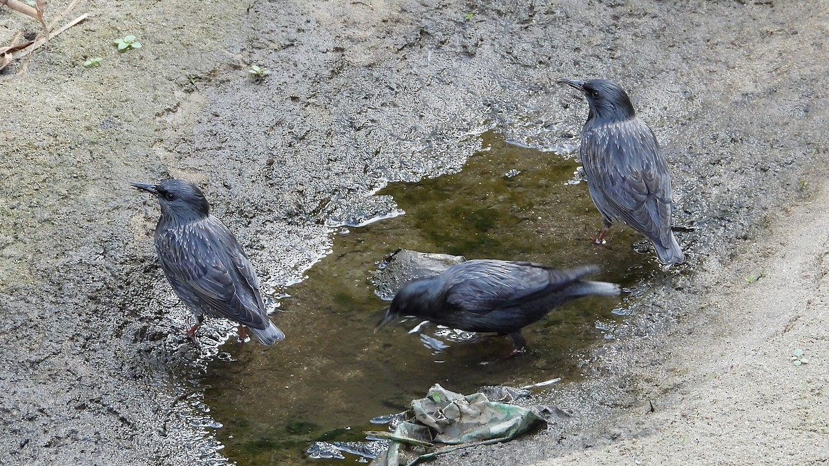 Spotless Starling - ML643362628