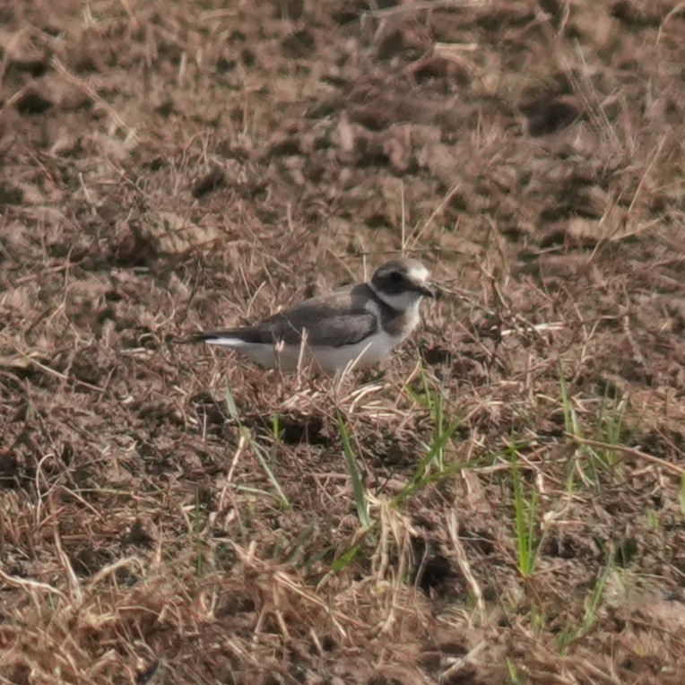 Хүзүүвчит хиазат - ML643362629