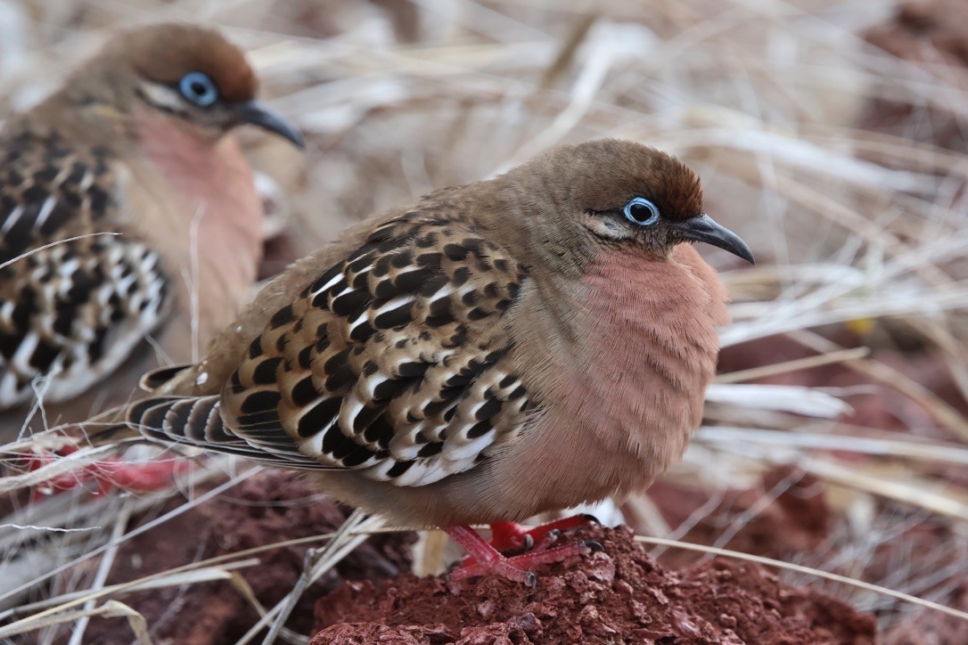 Galapagos Dove - ML643362632