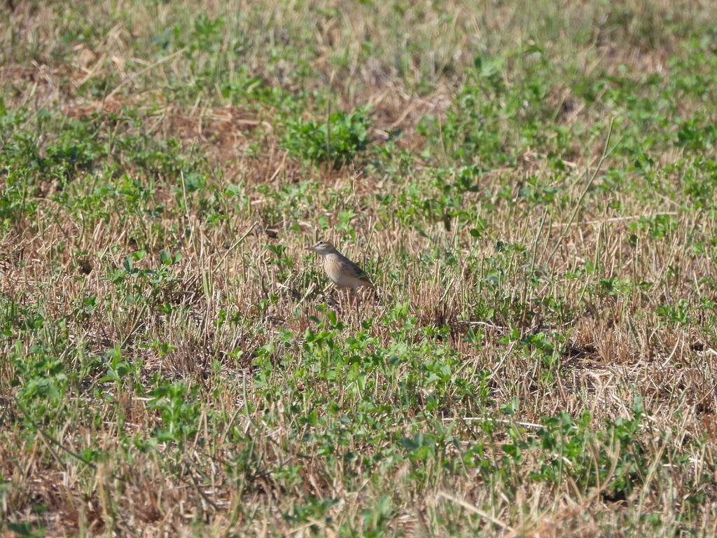 Calandro - ML643362633