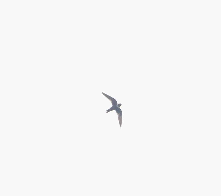 White-collared Swift - ML643362635