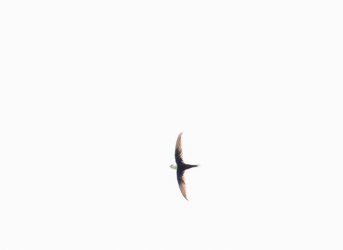Lesser Swallow-tailed Swift - ML643362642