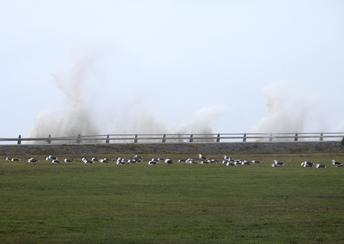 Great Black-backed Gull - ML643362650