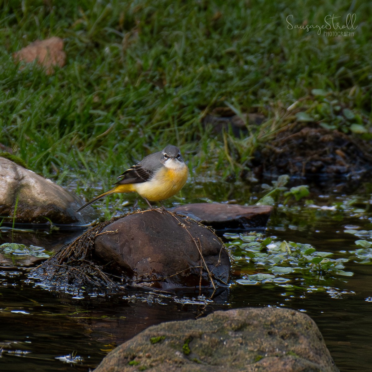 Gray Wagtail - ML643362665