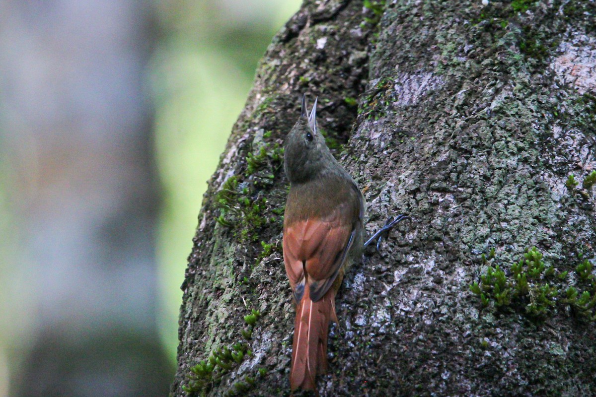 Olivaceous Woodcreeper - ML643362667
