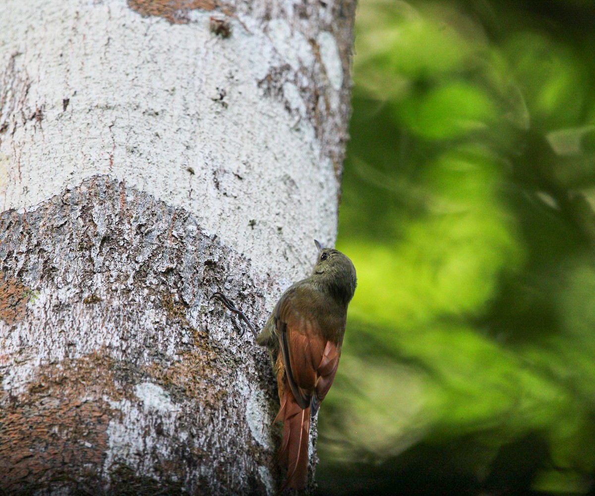 Olivaceous Woodcreeper - ML643362668