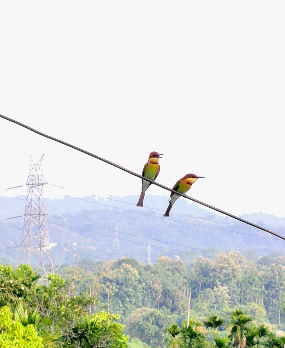 Chestnut-headed Bee-eater - ML643362671