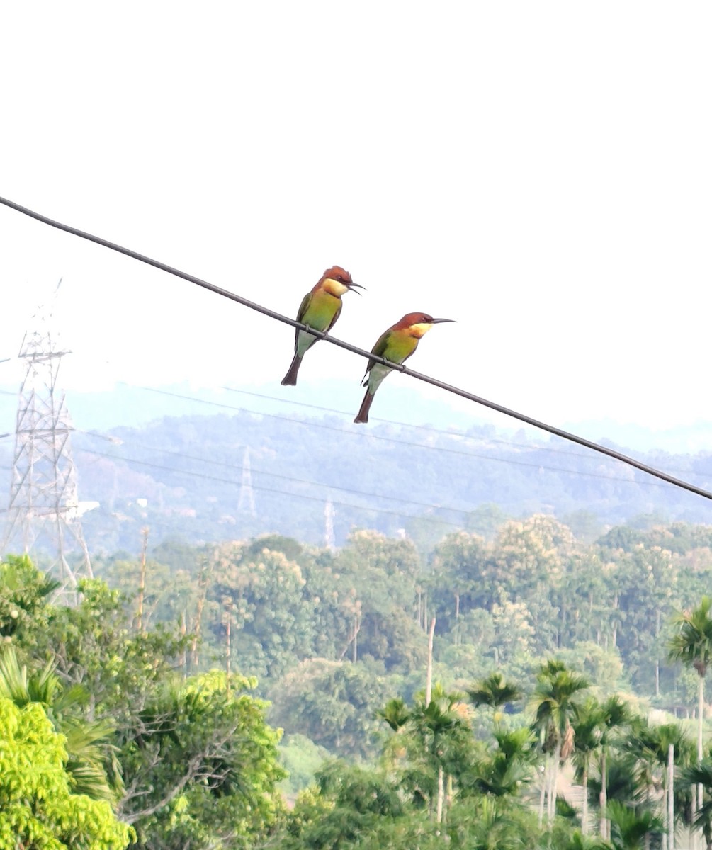 Chestnut-headed Bee-eater - ML643362672