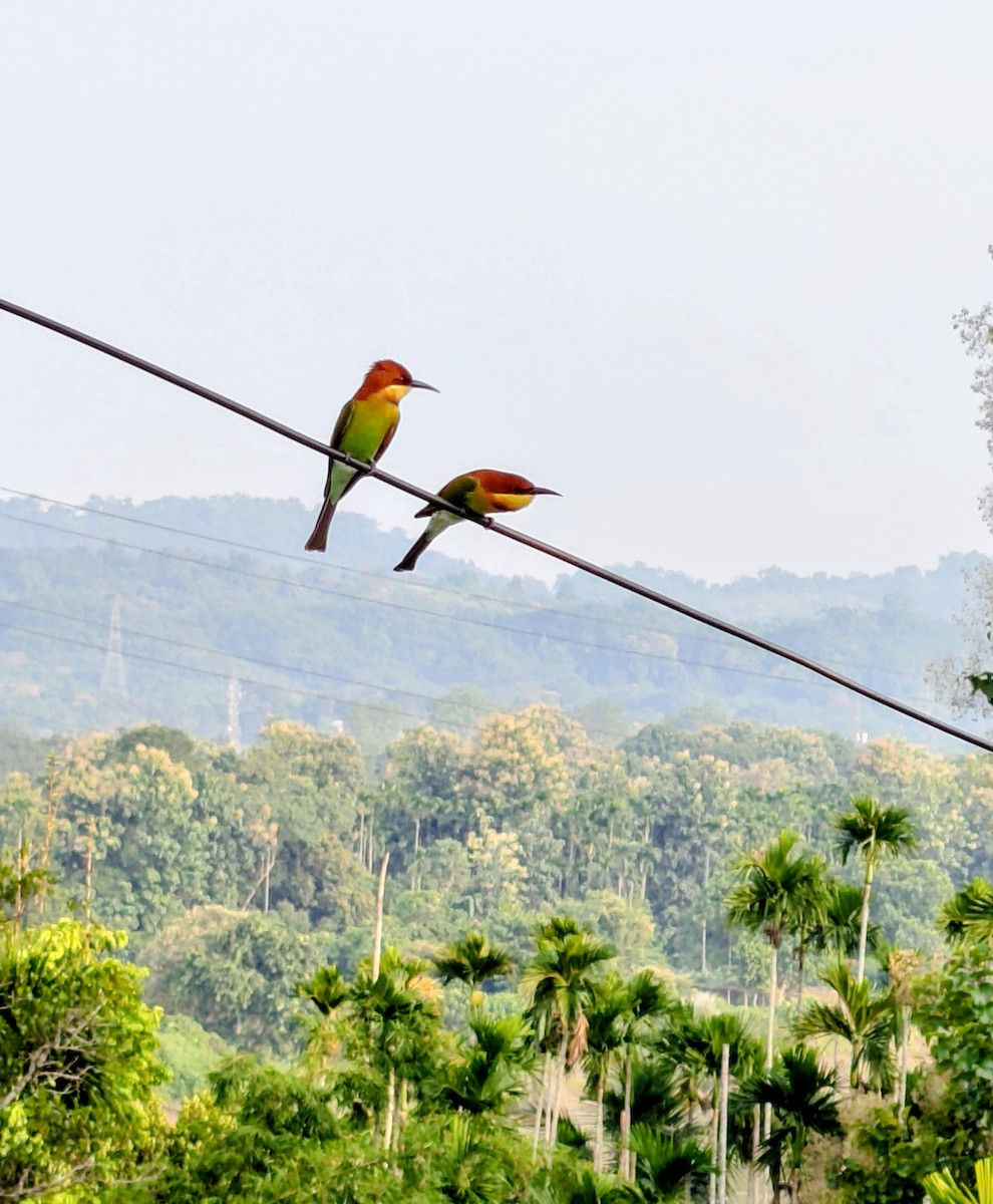 Chestnut-headed Bee-eater - ML643362673