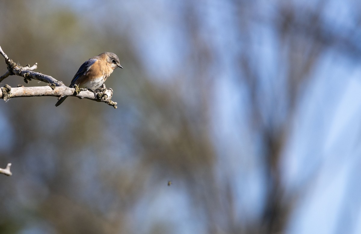 Eastern Bluebird - ML643362680