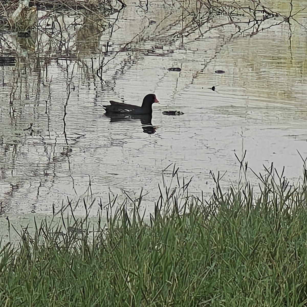 Eurasian Moorhen - ML643362694