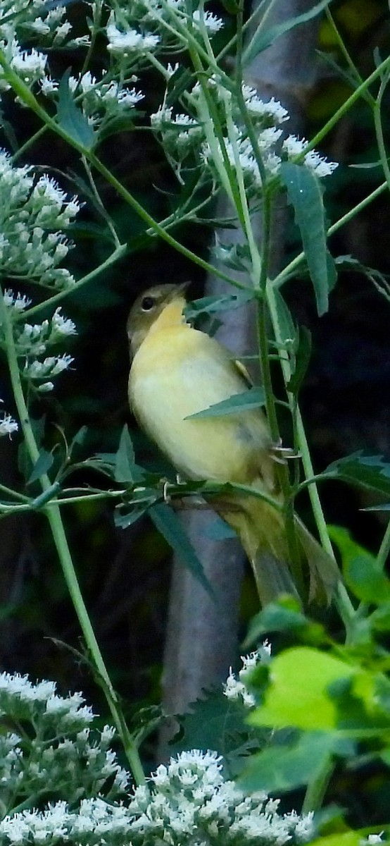 Common Yellowthroat - ML643362702