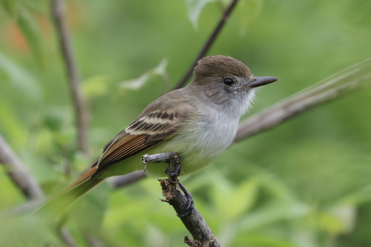Nutting's Flycatcher (Nutting's) - ML643362704