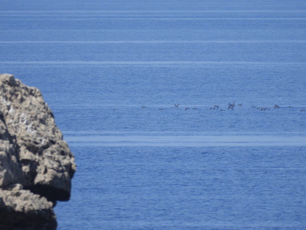 Berta minore - ML643362715