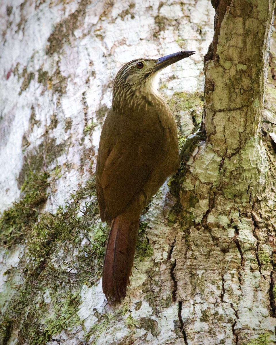 White-throated Woodcreeper - ML643362717