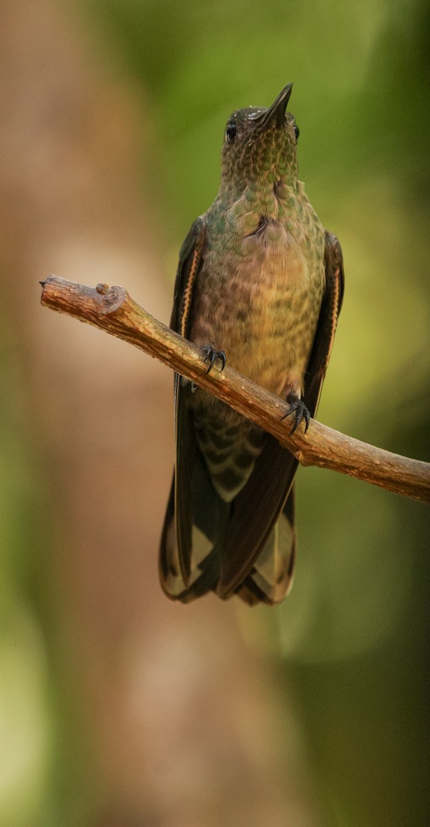 Scaly-breasted Hummingbird - ML643362718