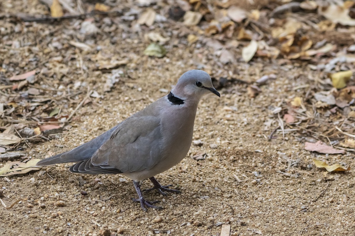 Ring-necked Dove - ML643362725