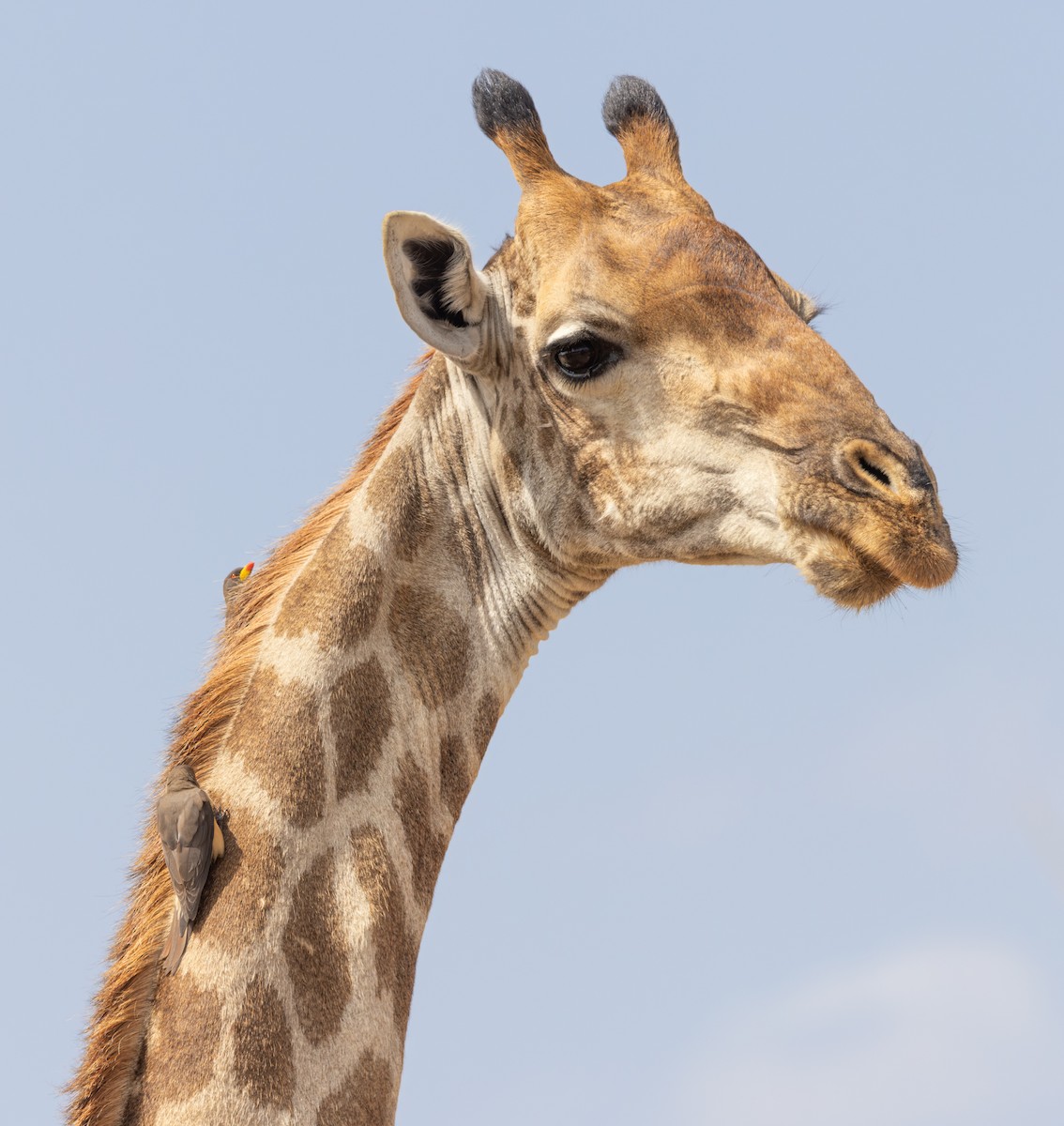 Yellow-billed Oxpecker - ML643362728