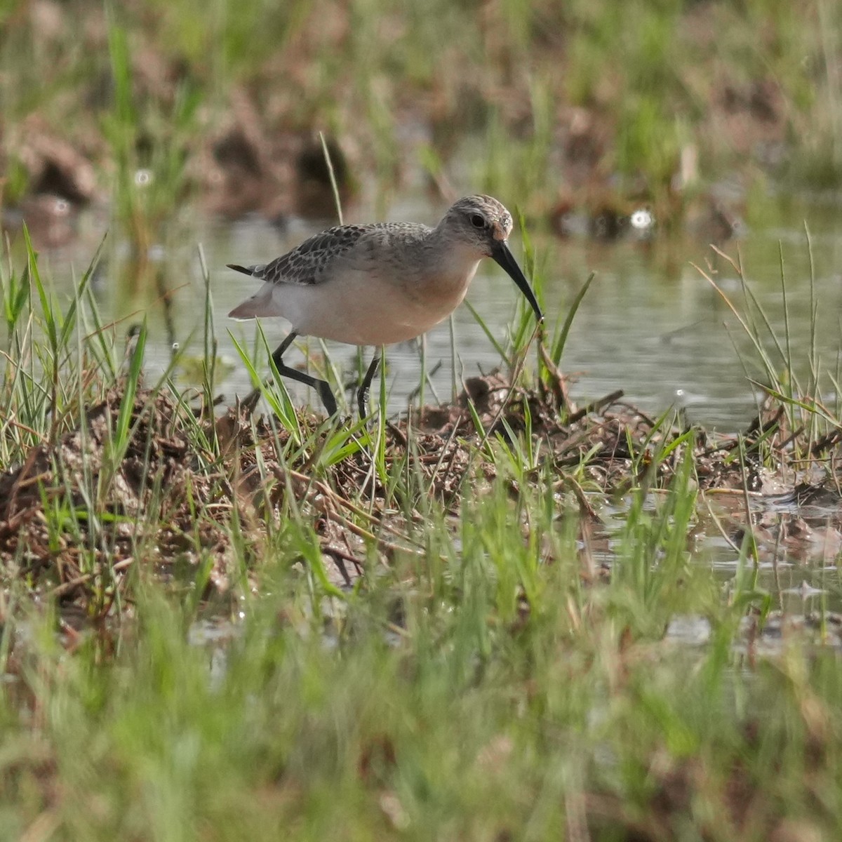 Хадуур элсэг - ML643362731