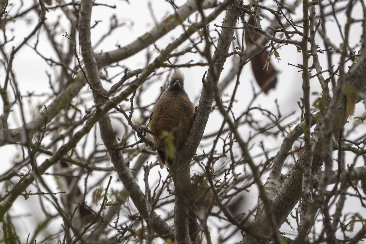 Speckled Mousebird - ML643362735