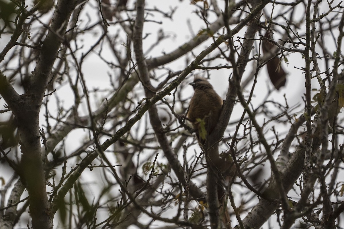 Speckled Mousebird - ML643362737